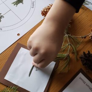 Tree Lesson 3: Coniferous Needles