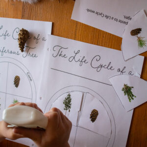 Tree Lesson 6: Tree Life Cycle