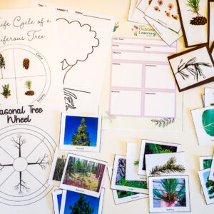 Unit: Anatomy of a Tree