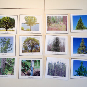 Trees Lesson 2: Deciduous and Coniferous Trees