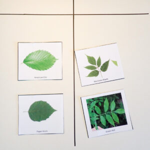 Tree Lesson 4: Deciduous Leaves